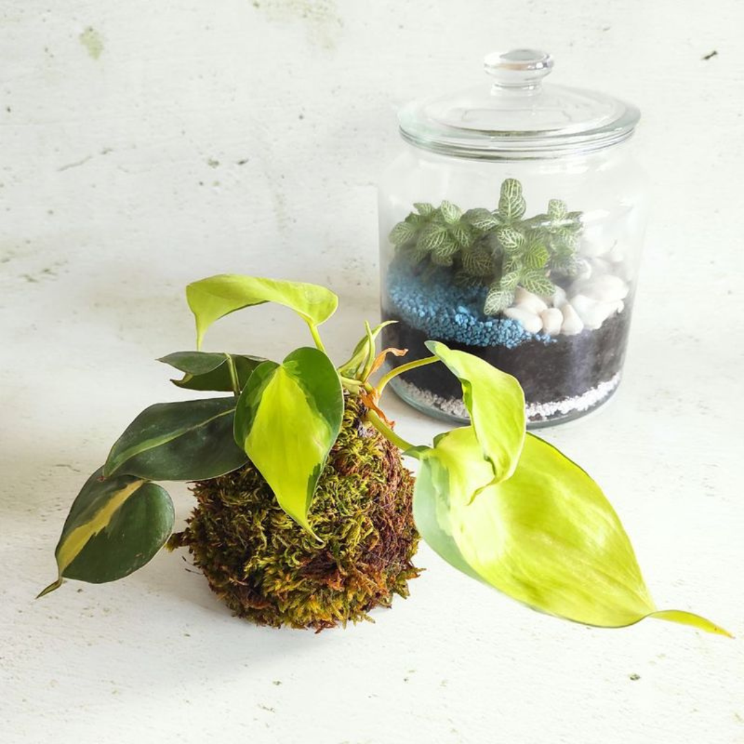 kokedama